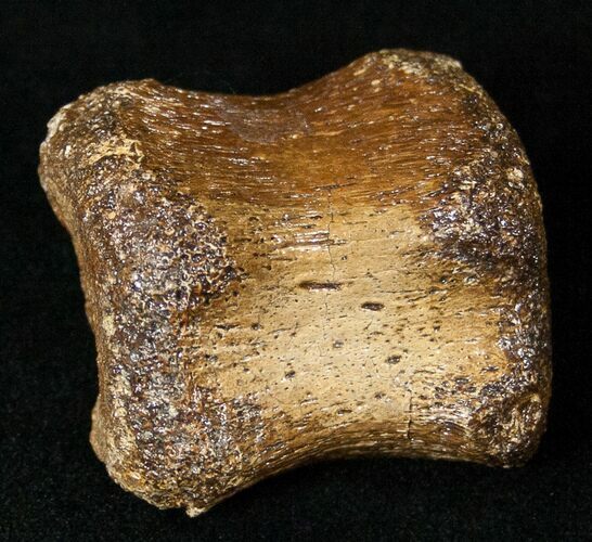 dinosaur tail vertebrae